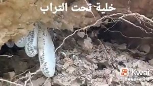 سبحان الله خلية نحل تحت التراب