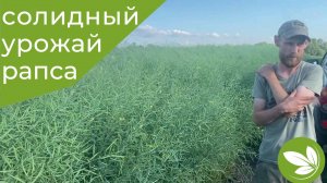 ВЫСОКИЙ УРОЖАЙ РАПСА - 42 ц/га! Кемеровская область. 05.06.