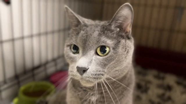 РАПИДО смотреть онлайн