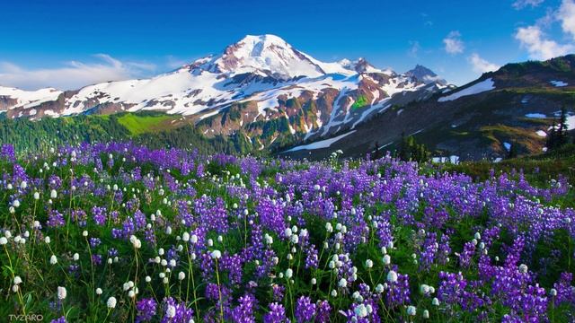 Organic House  Downtempo DJ Mix by TYZARO EP 12