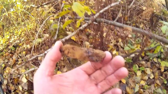 КОП в лесах. Октябрь 2017. В поисках артефактов. смотреть онлайн