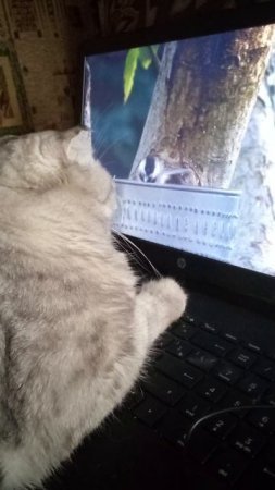 кот смотрю птичек