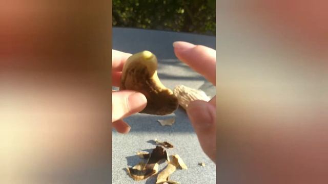 как вирастить манго смотреть онлайн