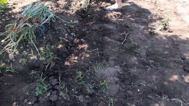 Огорчил урожай ярового чеснока.