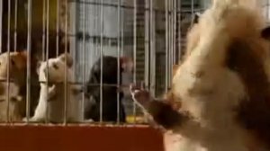 Мыши, вы же тупые, да ? ДА