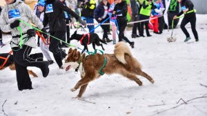 Тренировка ездовых собак .Баболовский парк.г.Пушкин.