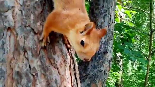 Красивая музыка. Наедине с природой смотреть онлайн