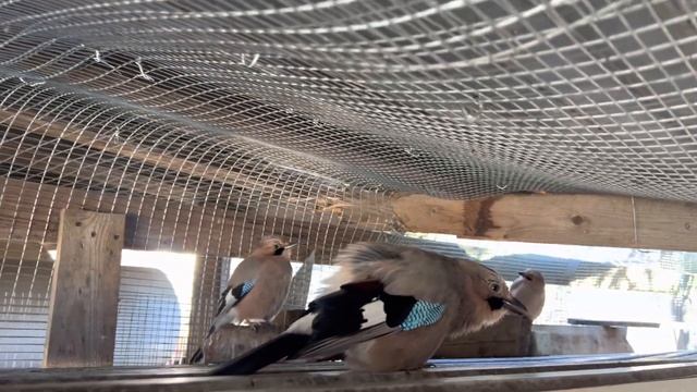 СОЙКА МОЙ МАЛЬЧИК РАЗГОВАРИВАЕТ НА СВОЁМ ❤️ смотреть онлайн