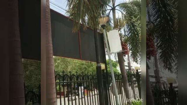 Fox Tail Palm tree and fruit смотреть онлайн