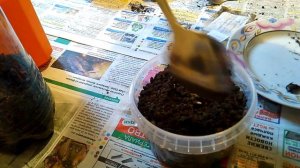 Как не нужно сажать леспедецу двуцветную семенами - видео 2