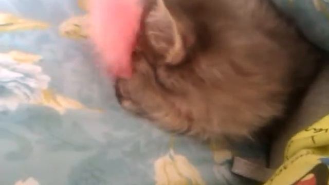 лапочка Мейн-кунчик играет смотреть онлайн