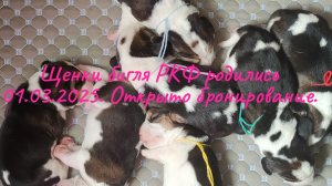 Щенки бигля родились 01.03. 2025.