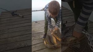 Ст. Суворовская ,''Валерены пруды,, рыбалка на карпа ,карп клюёт как с пулемёта