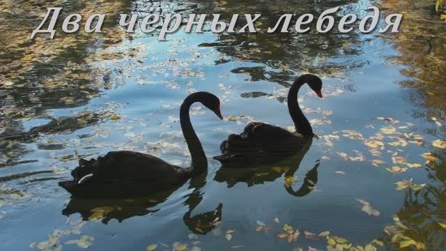 ДВА ЧЁРНЫХ ЛЕБЕДЯ