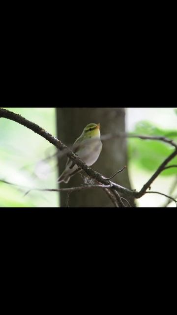Пеночка трещотка Phylloscopus sibilatrix #shorts смотреть онлайн
