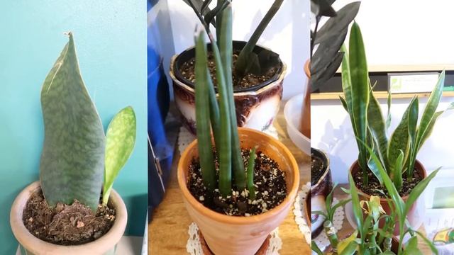 CLASSIC 6 STARTER HOUSEPLANTS BASED ON THE DAIRY DIARY (Awesome plants for beginners) | Myra Muriso смотреть онлайн