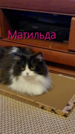 Утренняя зарядка 2