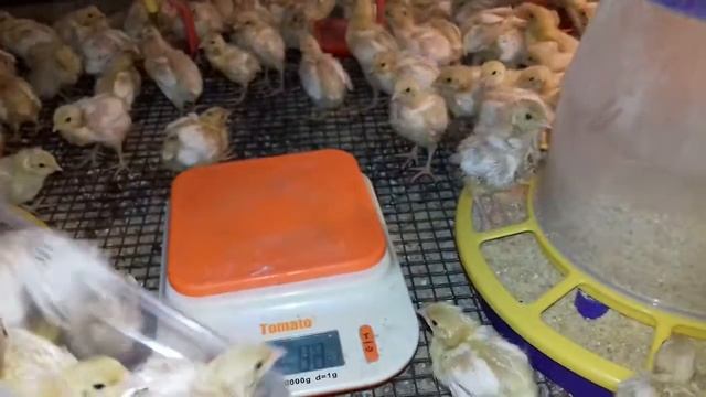 Техасский белый перепел от вывода до забоя (часть4)