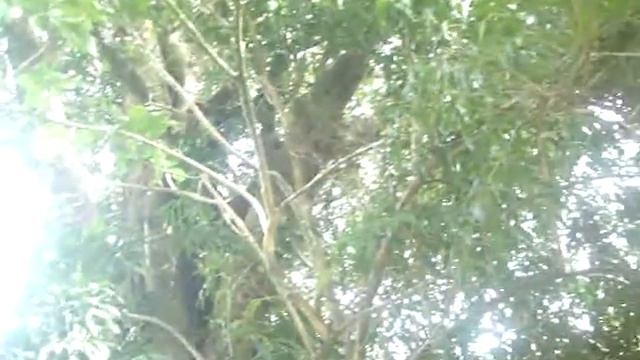 Galería en Monteverde смотреть онлайн