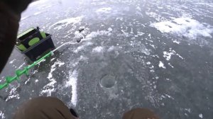 ЧЕХОНЬ СОШЛА СУМА, ОНА С ЭТОГО ДУРЕЕТ!! ЗИМНЯЯ РЫБАЛКА ПО КРАСОТЕ