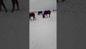 путы для лошадей, ещё один плюс