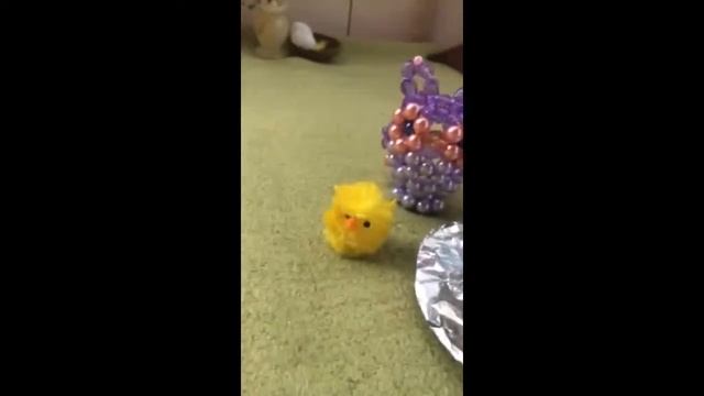 Это что-то новое! Что за зверь? смотреть онлайн