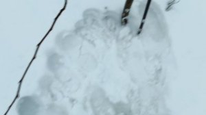 Срочно сделайте это для плодовых деревьев