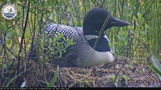 Short life of a small loon~Короткая жизнь маленькой гагары смотреть онлайн
