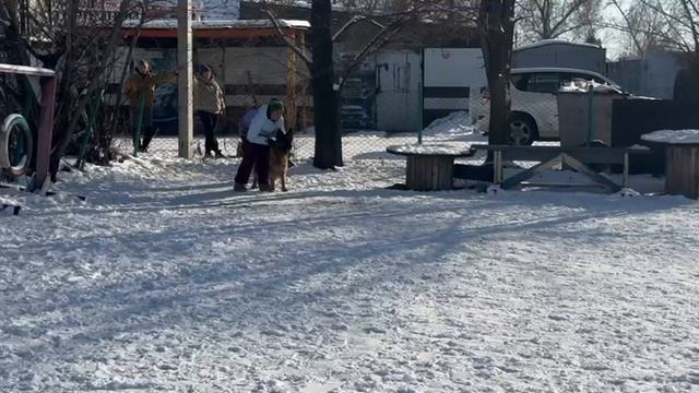 7.  +0+/перв SHAKIRA V. MAIR HOF (Mars Framato Rolau – Viva v. Mair Hof)