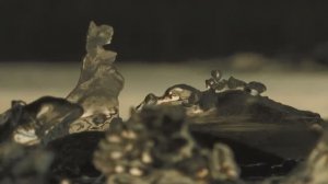 ПРЕДЧУВСТИЕ ЗИМЫ