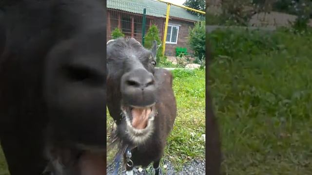 Коза ест груши