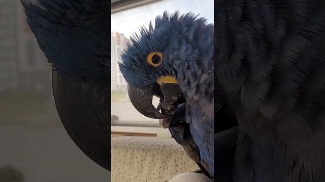 Попугай Ромео показывает всем язык. смотреть онлайн