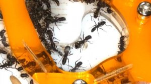 Rhytidoponera Metallica Epic Shots!