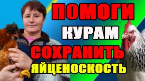 Как СОХРАНИТЬ яйценоскость и иммунитет у кур в ПЕРЕХОДНЫЙ ПЕРИОД.