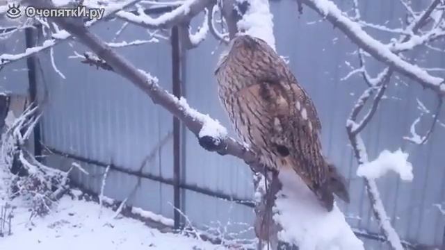 Сова увидела снег смотреть онлайн