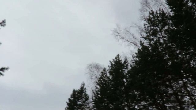 Пение птиц в сосновом бору(Журавлёво)Кемерово