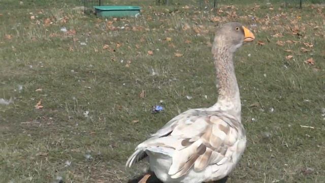 24.08.2018.Video1. (1:1) Tula geese 2018 at 16 months in OLYMPUS farm.