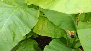 Уборка Бравого 200.Какие сорта выбрать если решили заняться табаководством