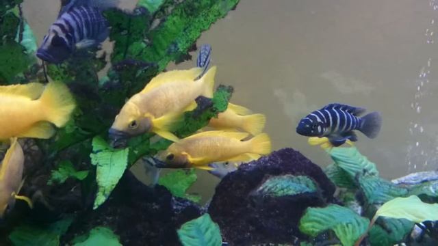 Neolamprologus leleupi Tembwe смотреть онлайн