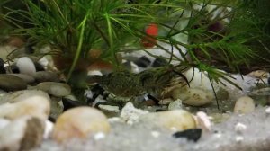 Креветка макробрахиум рожает)