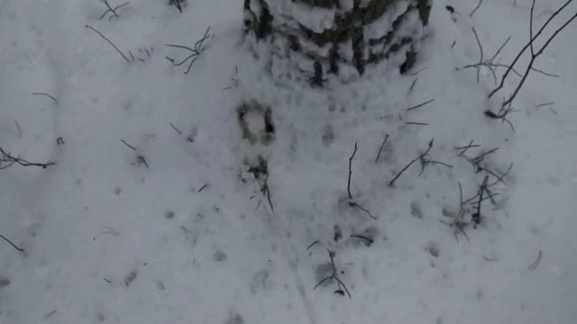 Раскрываю секреты зимнего леса смотреть онлайн