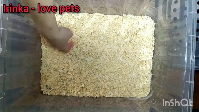 Уборка у хомяка. смотреть онлайн