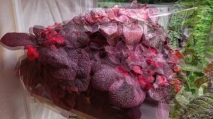 эписция Раскаленное солнце