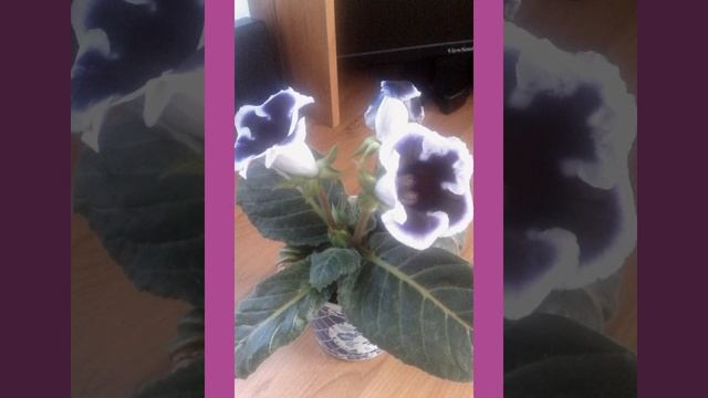 Мой цветущий подоконник