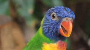 Rainbow Lorikeet|Радужный попугай
