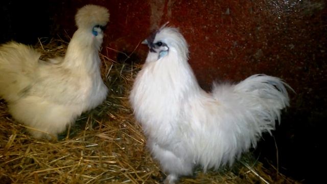 Китайские курочки