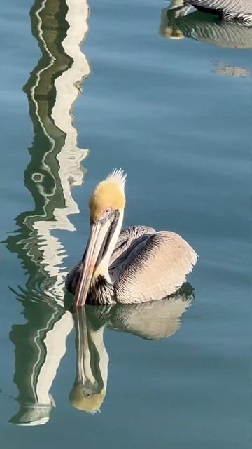Pelicans sleeping #islands #beaches #yt #bird #birdwatching #birds #palmbeach #beachlife #fishing
