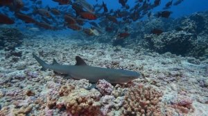 The Pacific | Cinematic Video |Explore Enigma