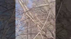 13.11.22. река Бира. г.Биробиджан