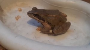 Как на самом деле кушают лягушки?/How do frogs actually eat?